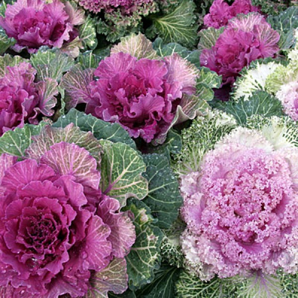 Ornamental Cabbage Pink - Kale